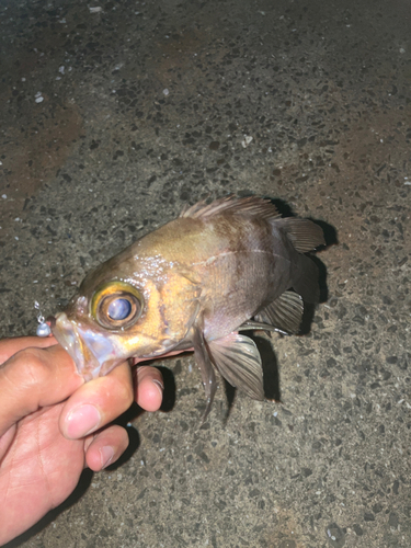 メバルの釣果