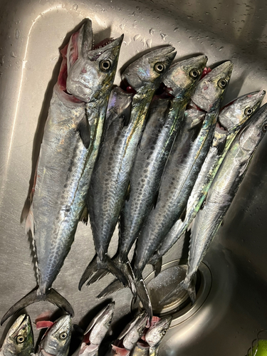 サゴシの釣果