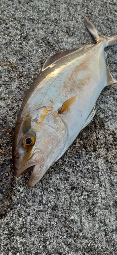 ショゴの釣果