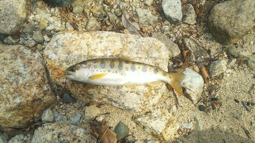 アマゴの釣果