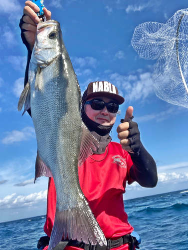 ヒラスズキの釣果