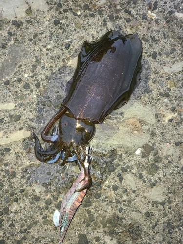 アオリイカの釣果