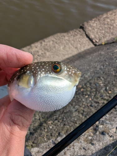 クサフグの釣果