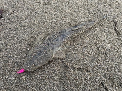 マゴチの釣果