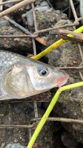 ニゴイの釣果