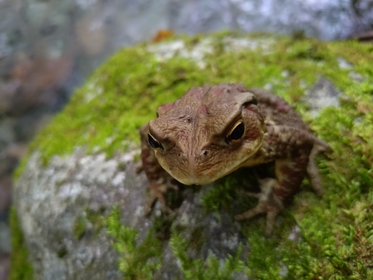 アマゴ