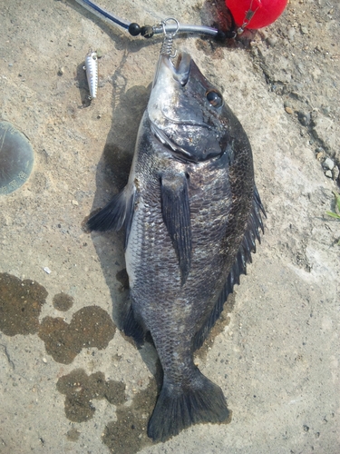 チヌの釣果