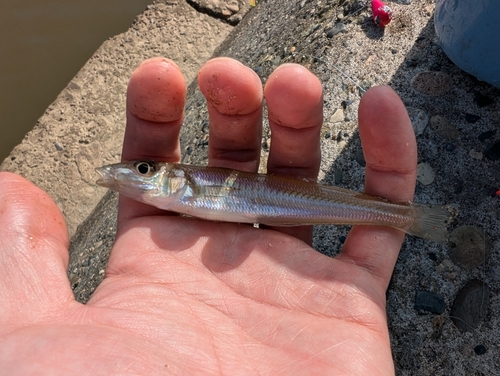 シロギスの釣果