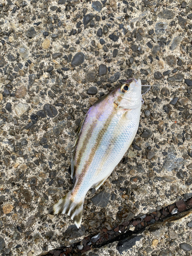 コトヒキの釣果