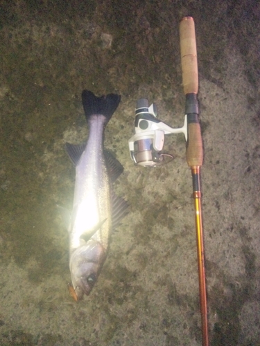 スズキの釣果