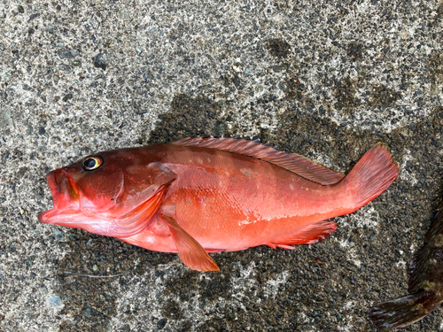 アカハタの釣果