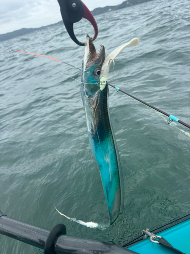 タチウオの釣果