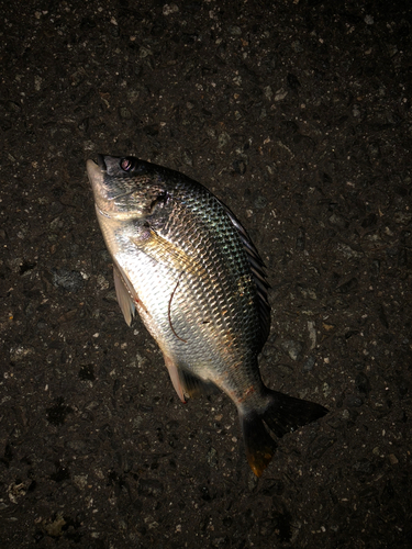 キビレの釣果