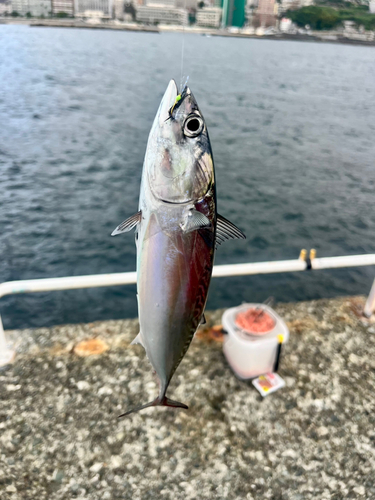 ソウダガツオの釣果