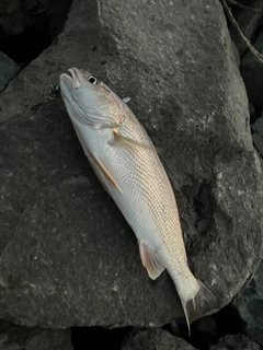 ニベの釣果