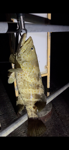 チャイロマルハタの釣果