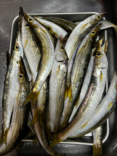 カマスの釣果