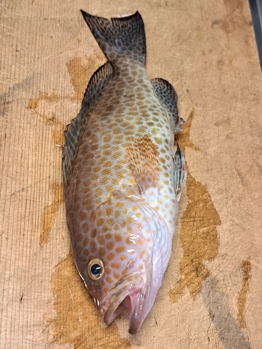 オオモンハタの釣果