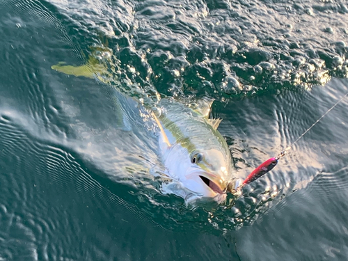 ヤズの釣果