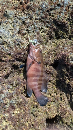 ヤミハタの釣果