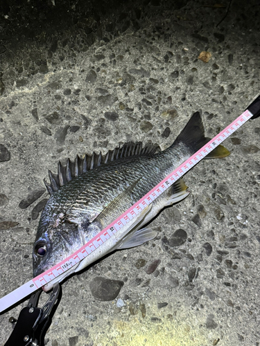 キビレの釣果