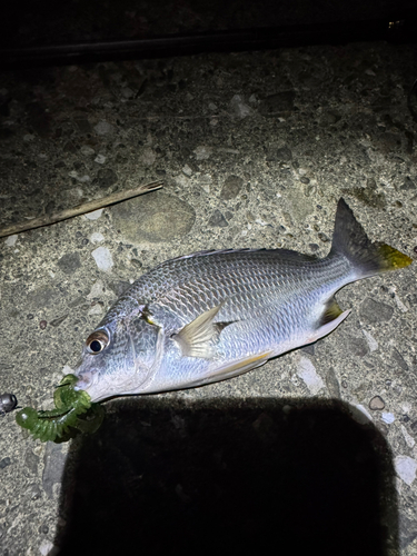 キビレの釣果