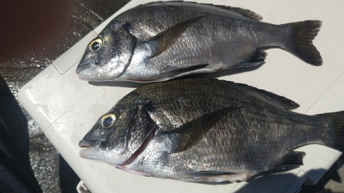 クロダイの釣果