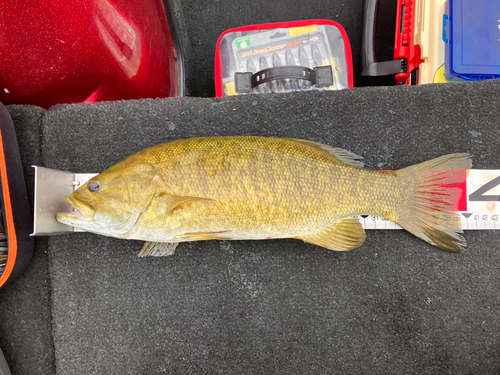 スモールマウスバスの釣果