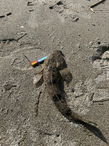 マゴチの釣果