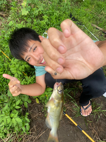 アメリカナマズの釣果