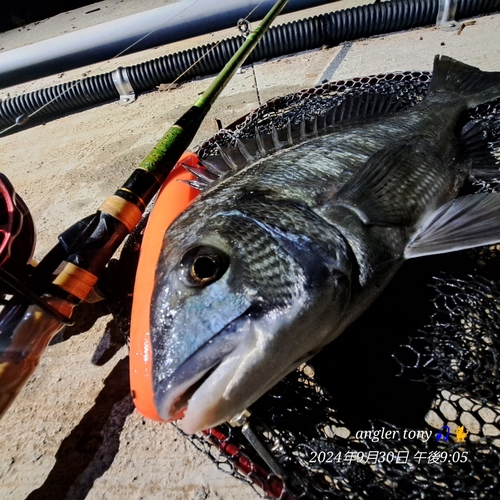 チヌの釣果