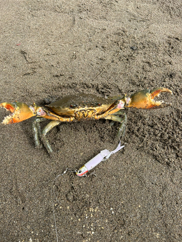 トゲノコギリガザミの釣果