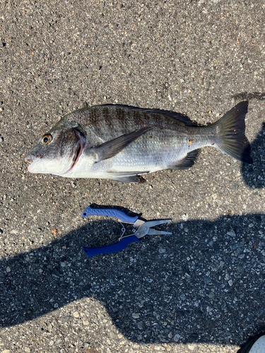 クロダイの釣果