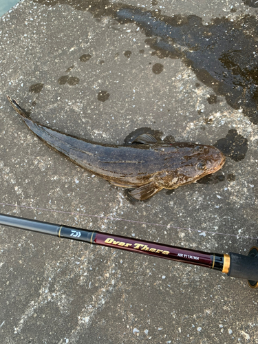 マゴチの釣果