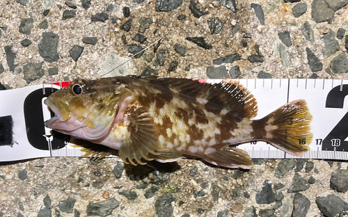 カサゴの釣果