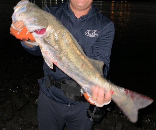 スズキの釣果