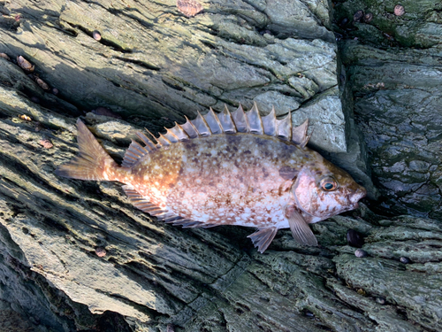 アイゴの釣果