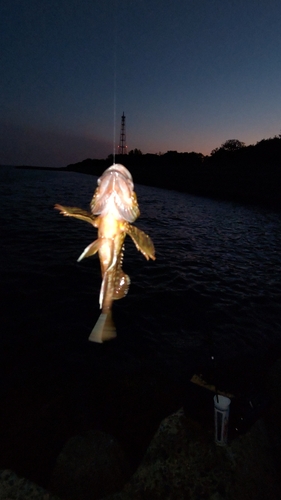 ガシラの釣果