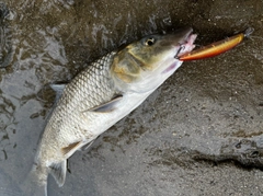 ニゴイの釣果