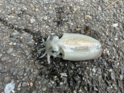 シリヤケイカの釣果