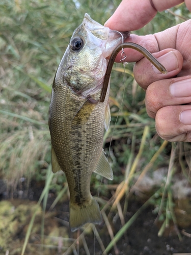 ラージマウスバスの釣果