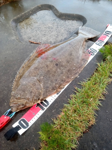 ヒラメの釣果