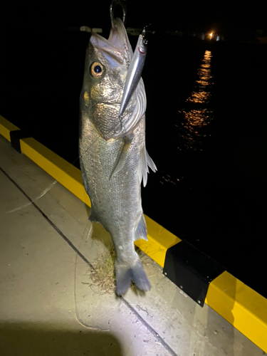 スズキの釣果