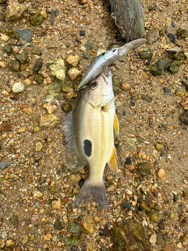 ヤマトビーの釣果