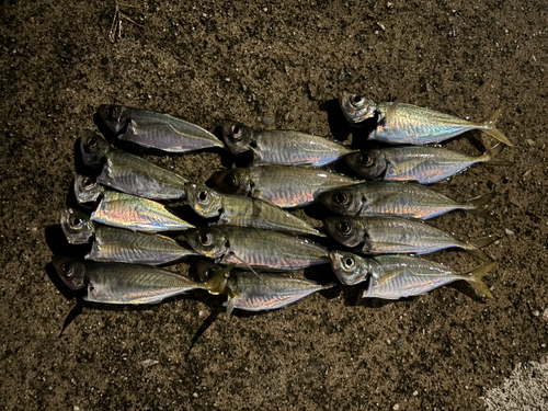 マアジの釣果