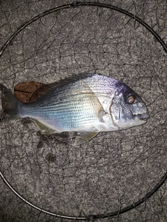 ヘダイの釣果