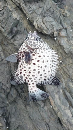 サンバソウの釣果