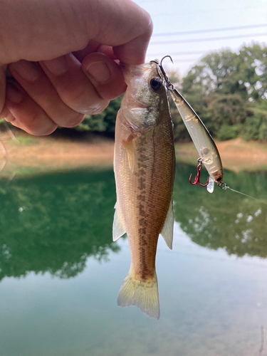 ラージマウスバスの釣果