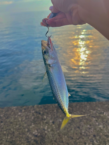 サバの釣果