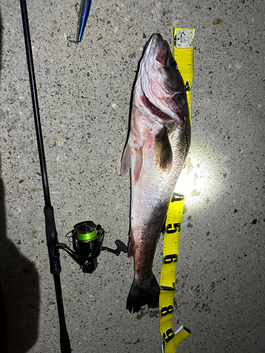 シーバスの釣果